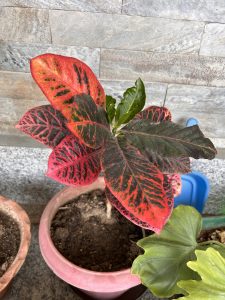 A close-up view of a vibrant houseplant featuring large, glossy leaves. The top leaves are strikingly colored in shades of red and black with intricate patterns, while a few green leaves with a different texture are visible nearby.