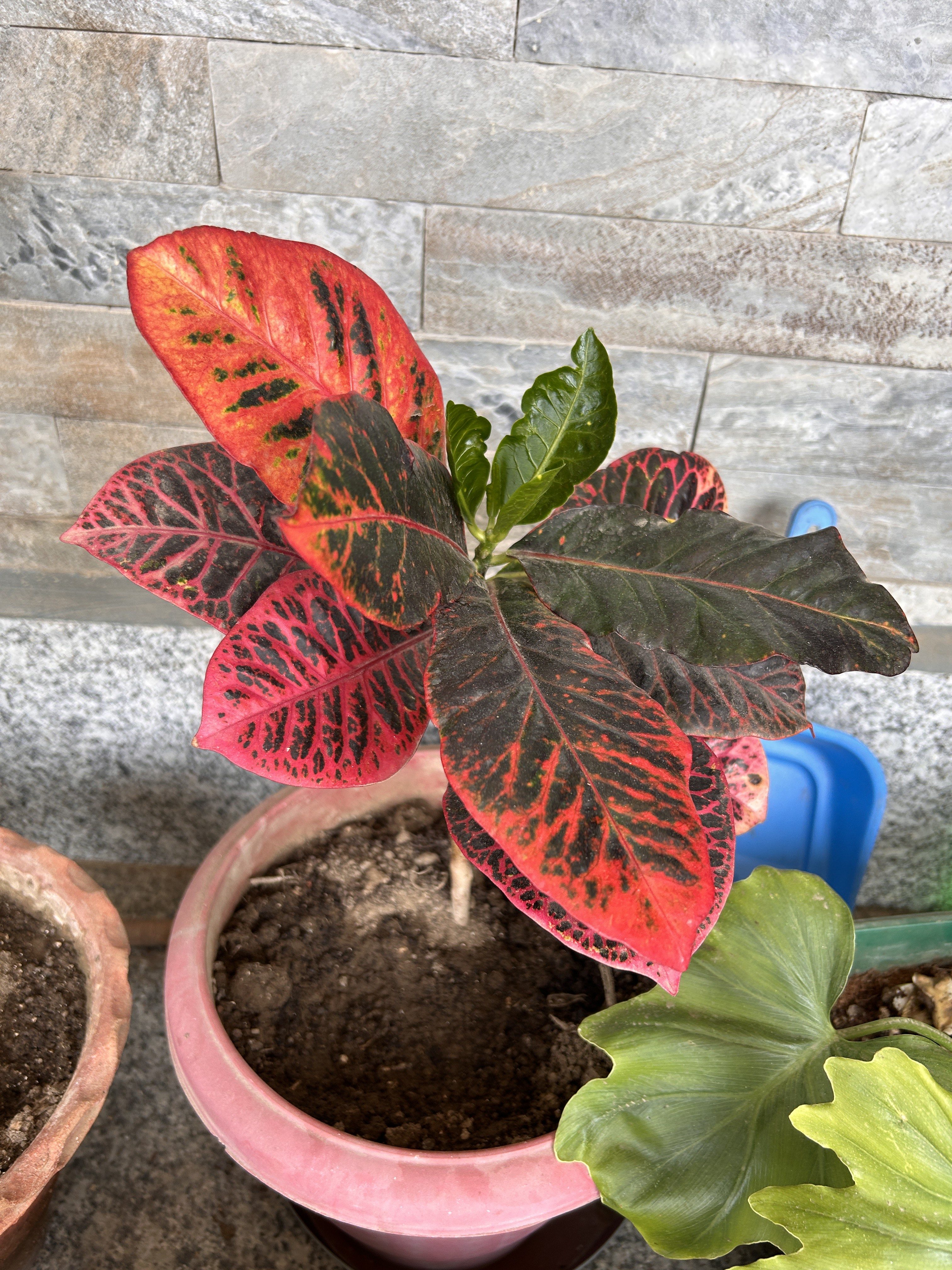 A close-up view of a vibrant houseplant featuring large, glossy leaves. The top leaves are strikingly colored in shades of red and black with intricate patterns, while a few green leaves with a different texture are visible nearby.