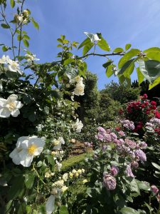 A vibrant garden scene featuring a variety of blooming flowers. Prominent are large white flowers with yellow centers and soft pink roses.