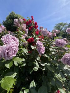 A vibrant display of blooming roses is captured in the image, featuring clusters of soft lavender roses alongside bright red roses.