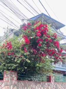 A vibrant bougainvillea plant with bright pink flowers is cascading over a stone wall, surrounded by lush green leaves.