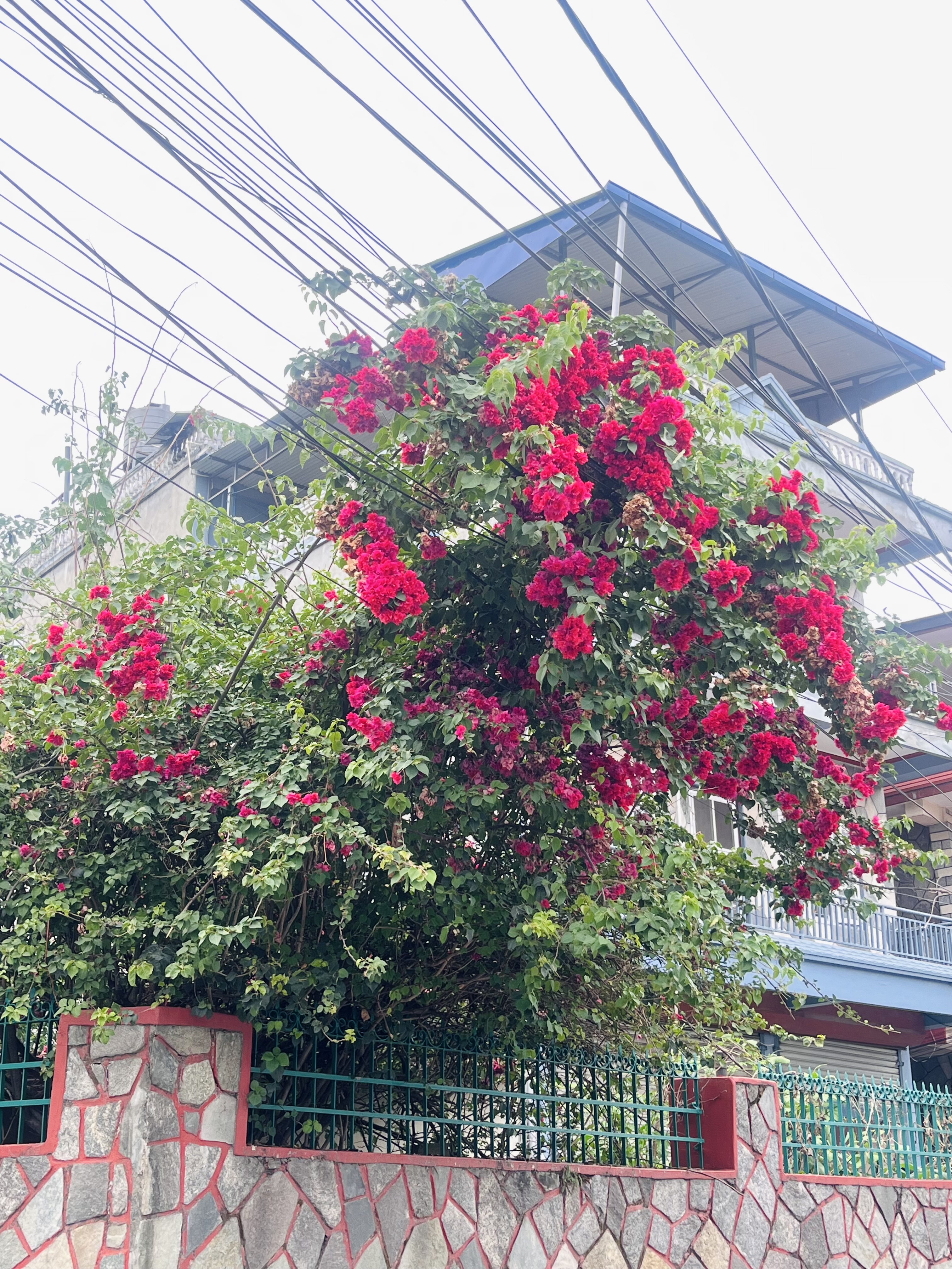 A vibrant bougainvillea plant with bright pink flowers is cascading over a stone wall, surrounded by lush green leaves.