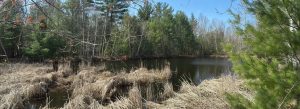 A small pond in the forest. Last year's dead reeds line the foreground. Evergreen trees in the background, some branches in the foreground with the start of spring leaves appearing.
