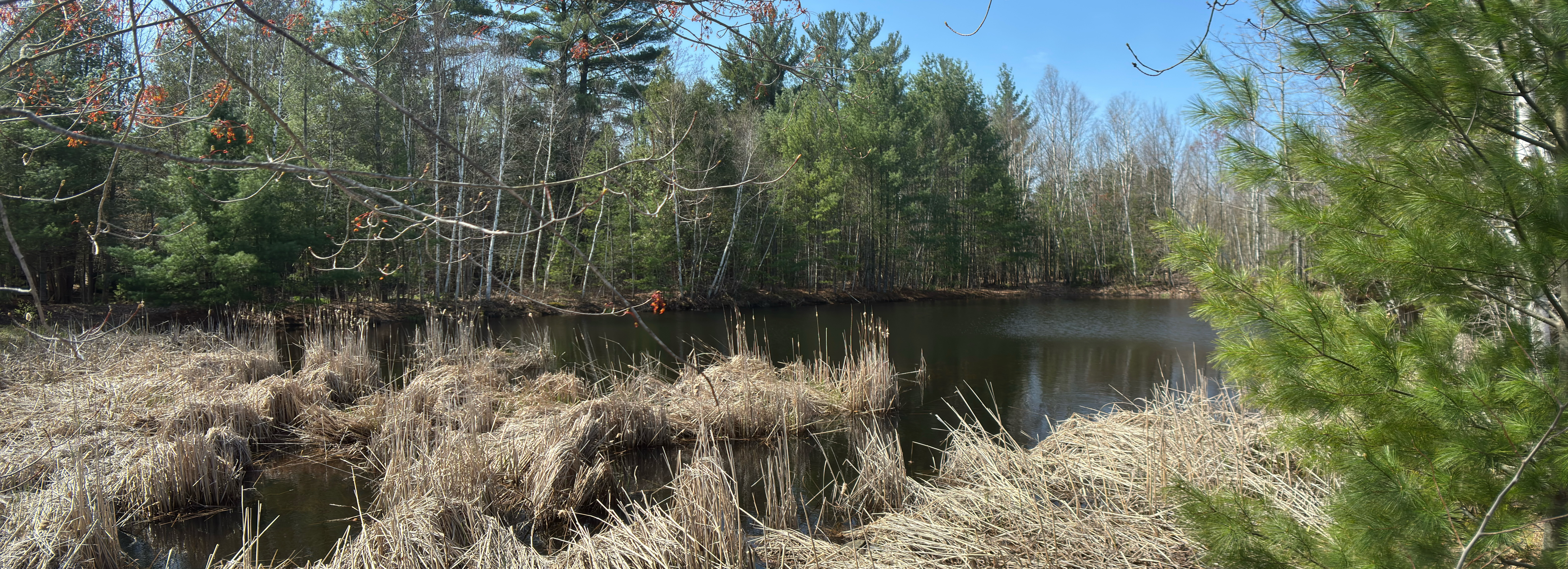 A small pond in the forest. Last year's dead reeds line the foreground. Evergreen trees in the background, some branches in the foreground with the start of spring leaves appearing.