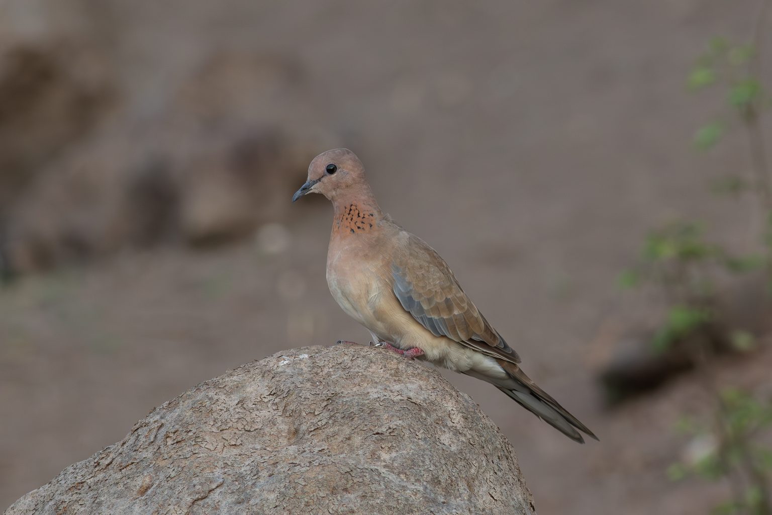 Laughing dove, A brown and gray bird perched on a large rock, with a slightly rounded head and a long tail. The bird has a pale chest and distinctive markings, including small dark spots on its neck. The background is blurred, featuring earthy tones and greenery, suggesting a natural habitat.