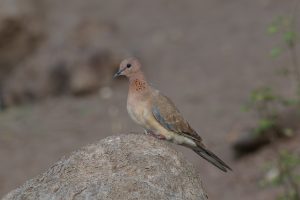 Laughing dove, A brown and gray bird perched on a large rock, with a slightly rounded head and a long tail. The bird has a pale chest and distinctive markings, including small dark spots on its neck. The background is blurred, featuring earthy tones and greenery, suggesting a natural habitat.