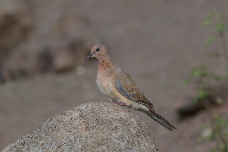Laughing dove, A brown and gray bird perched on a large rock, with a slightly rounded head and a long tail. The bird has a pale chest and distinctive markings, including small dark spots on its neck. The background is blurred, featuring earthy tones and greenery, suggesting a natural habitat.
