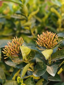 Two clusters of orange Ixora flower buds surrounded by glossy green leaves, set against a lush green background in natural sunlight.
