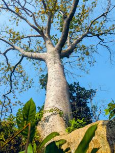 A tall tree with a thick, smooth trunk stretches upward against a clear blue sky.
