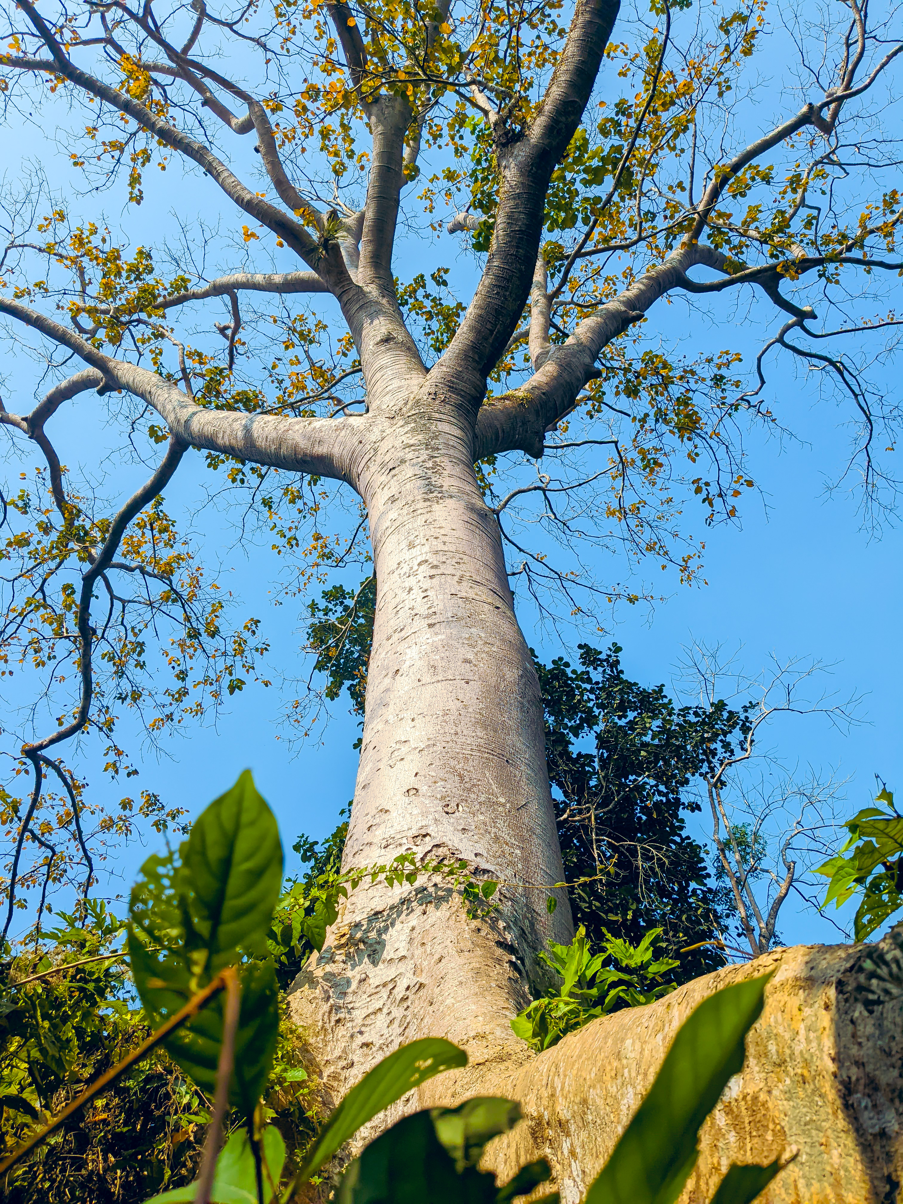 A tall tree with a thick, smooth trunk stretches upward against a clear blue sky.