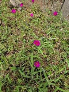 A patch of green grass featuring vibrant pink flowers scattered throughout, along with a few small yellow blooms.