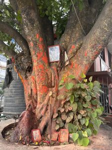 A large, vibrant tree trunk covered in red and yellow paint splatters.