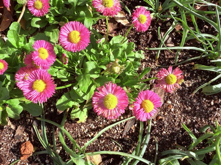 A cluster of vibrant pink flowers with yellow centers growing in a garden bed, surrounded by green leaves and some grass.