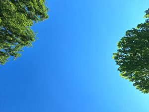 A clear blue sky is visible, framed by the lush green leaves of trees on either side.