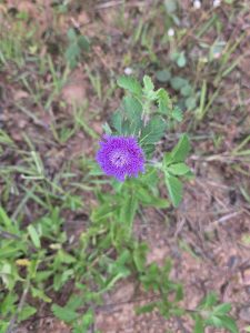 A close-up of a vibrant purple flower with a fluffy texture, surrounded by green leaves and grass.
