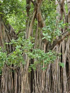 A banyan (Ficus benghalensis) tree with numerous aerial roots hanging down from its branches, creating a dense, forest-like appearance. The tree's foliage is lush and green, contrasting with the brown and textured bark of its trunk and roots. Captured from Thrissur, Kerala. 