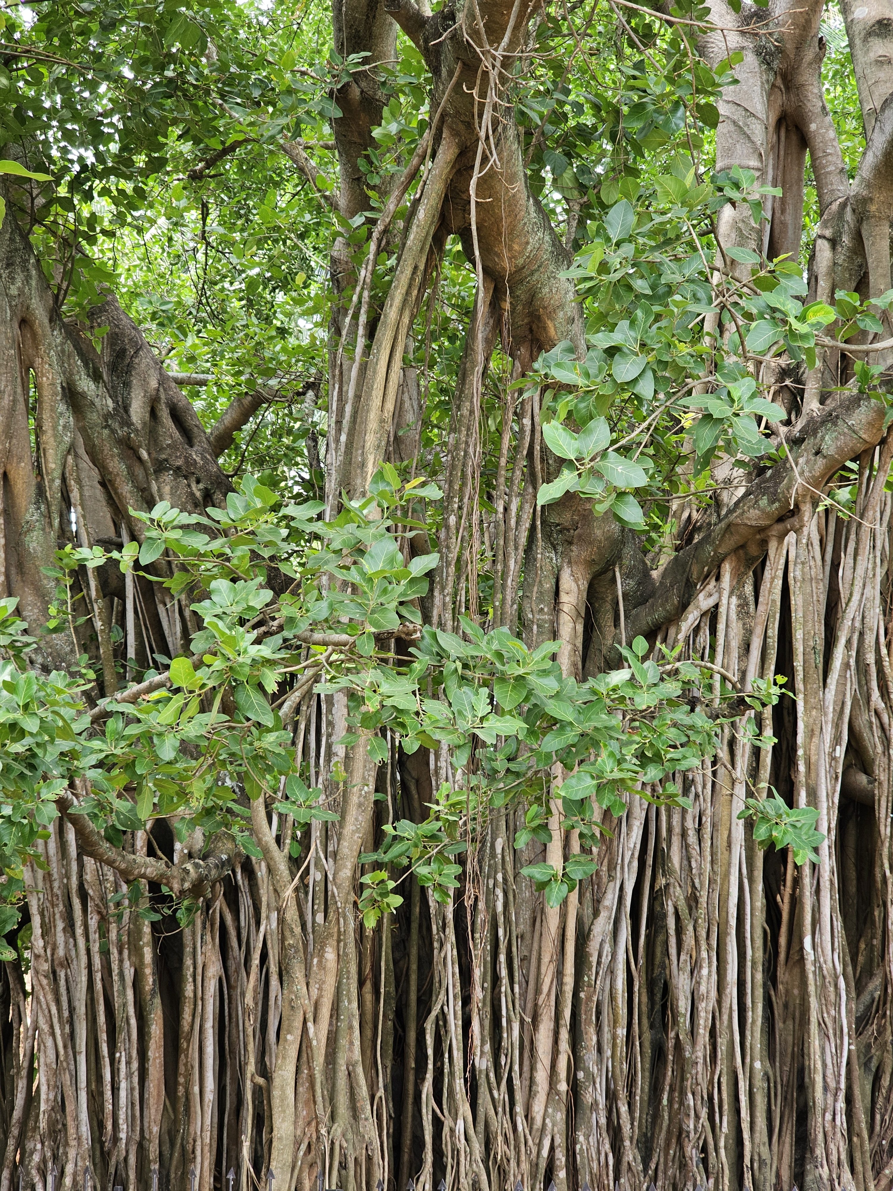 A banyan (Ficus benghalensis) tree with numerous aerial roots hanging down from its branches, creating a dense, forest-like appearance. The tree's foliage is lush and green, contrasting with the brown and textured bark of its trunk and roots. Captured from Thrissur, Kerala.