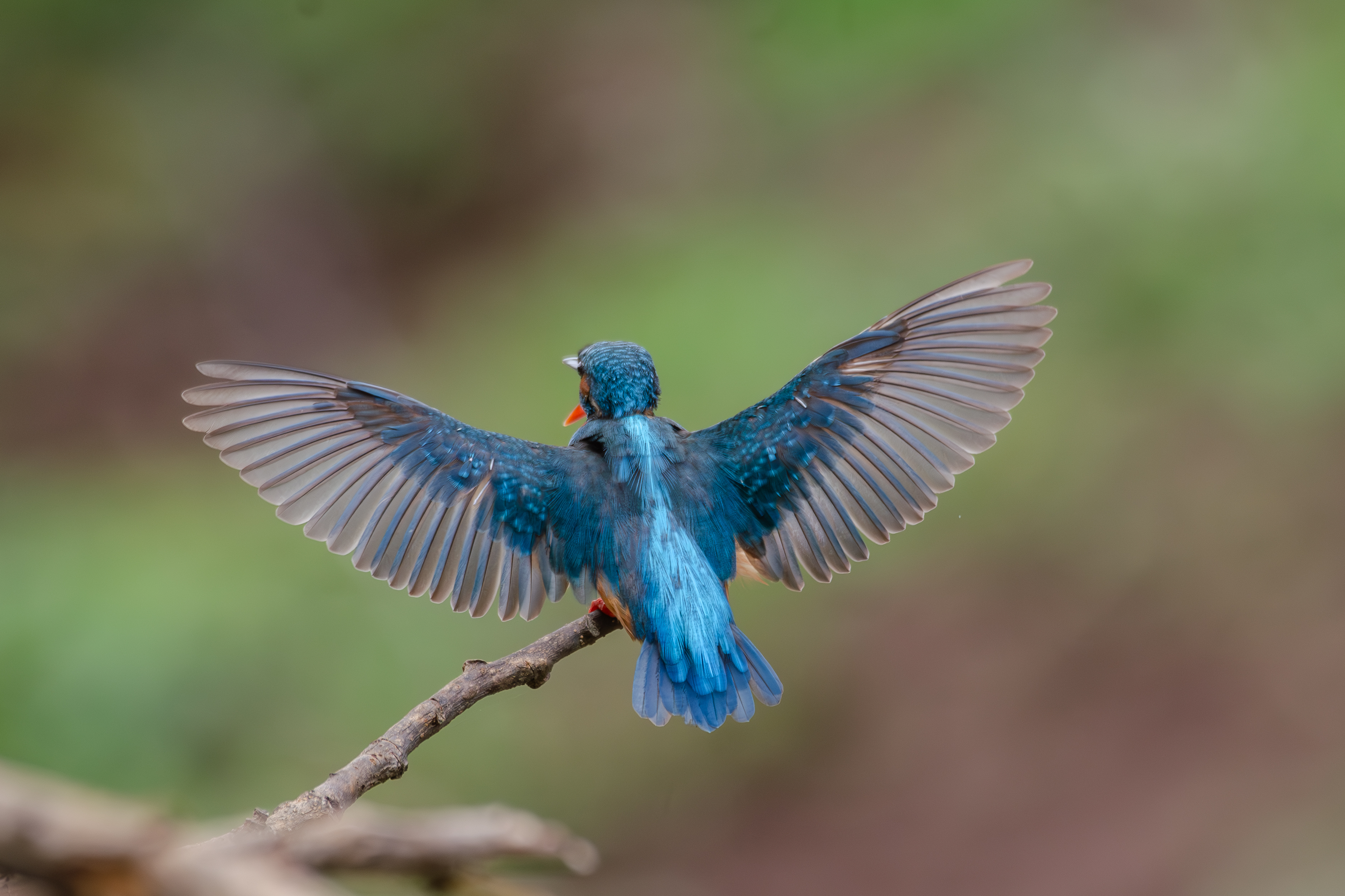 Common Kingfisher a vibrant blue bird with outstretched wings perches on a slender branch. The bird's back is prominently displayed, showcasing its striking feather patterns and colors, while the background is softly blurred with shades of green, suggesting a natural habitat.