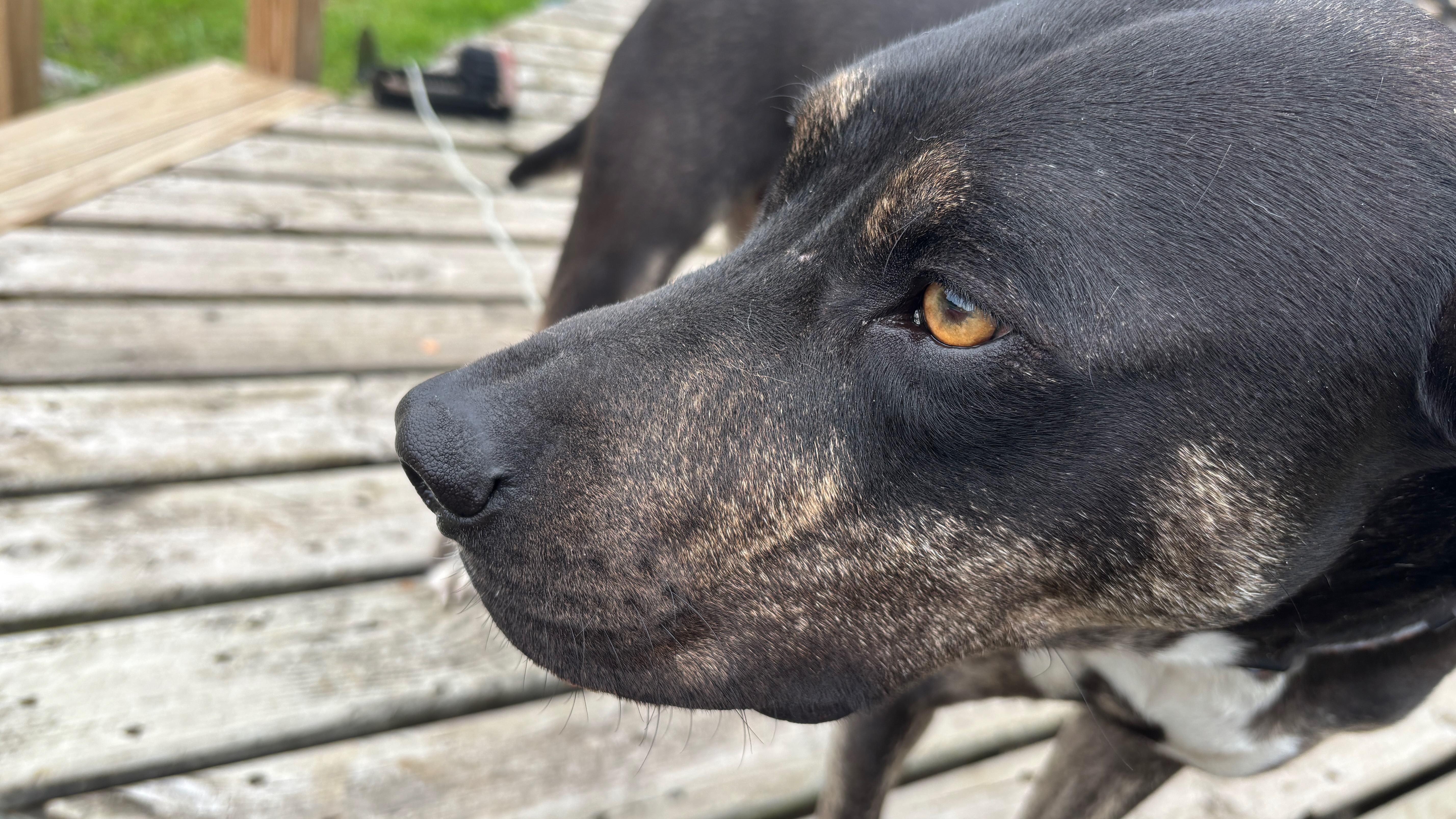 Close up of a dog's face, looking to the left of the camera. He has black hair and golden eyes.