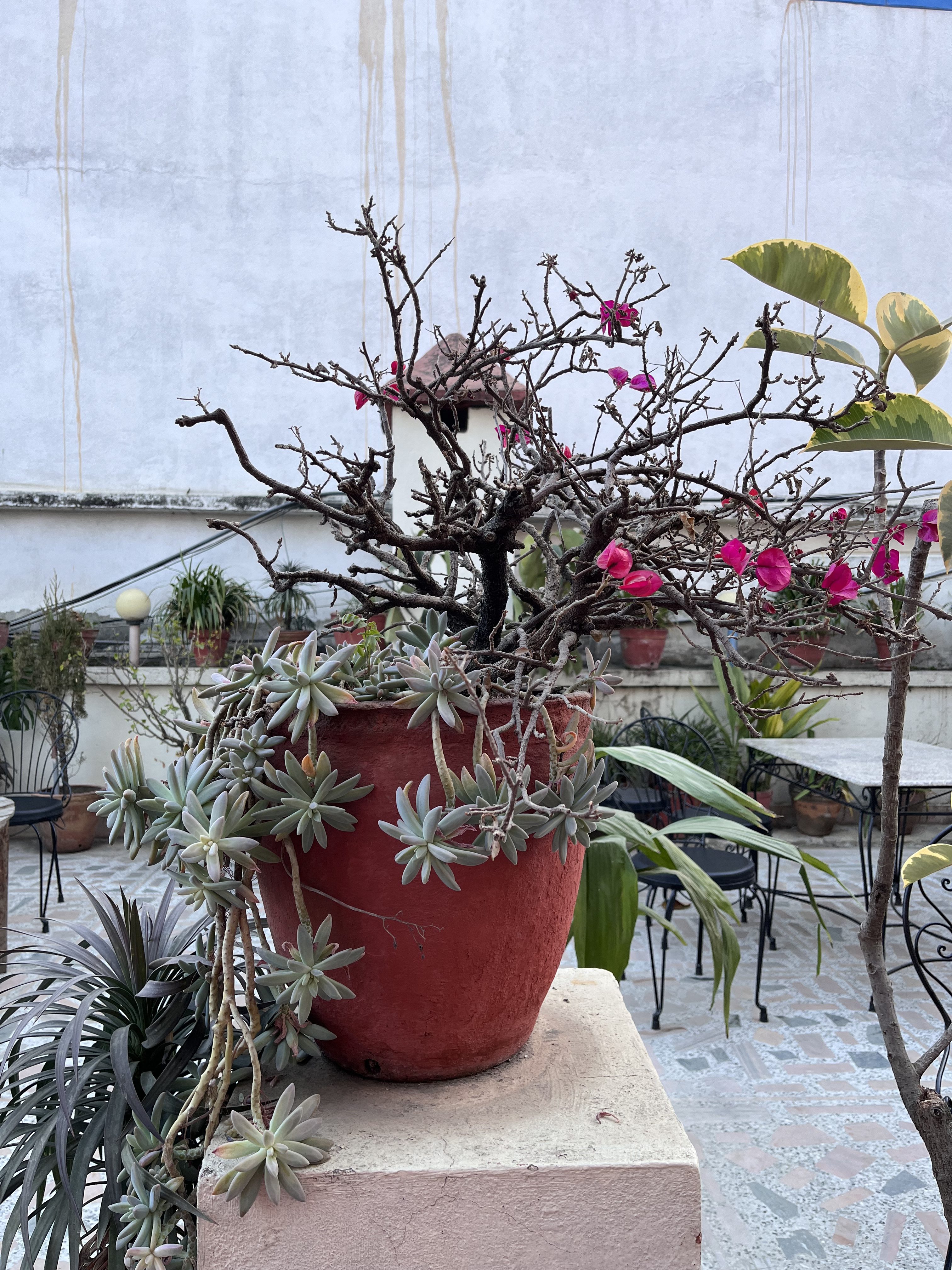 A potted plant with a prominent, twisted, bare branch structure displaying vibrant pink flowers atop, sits against a textured light-colored wall.