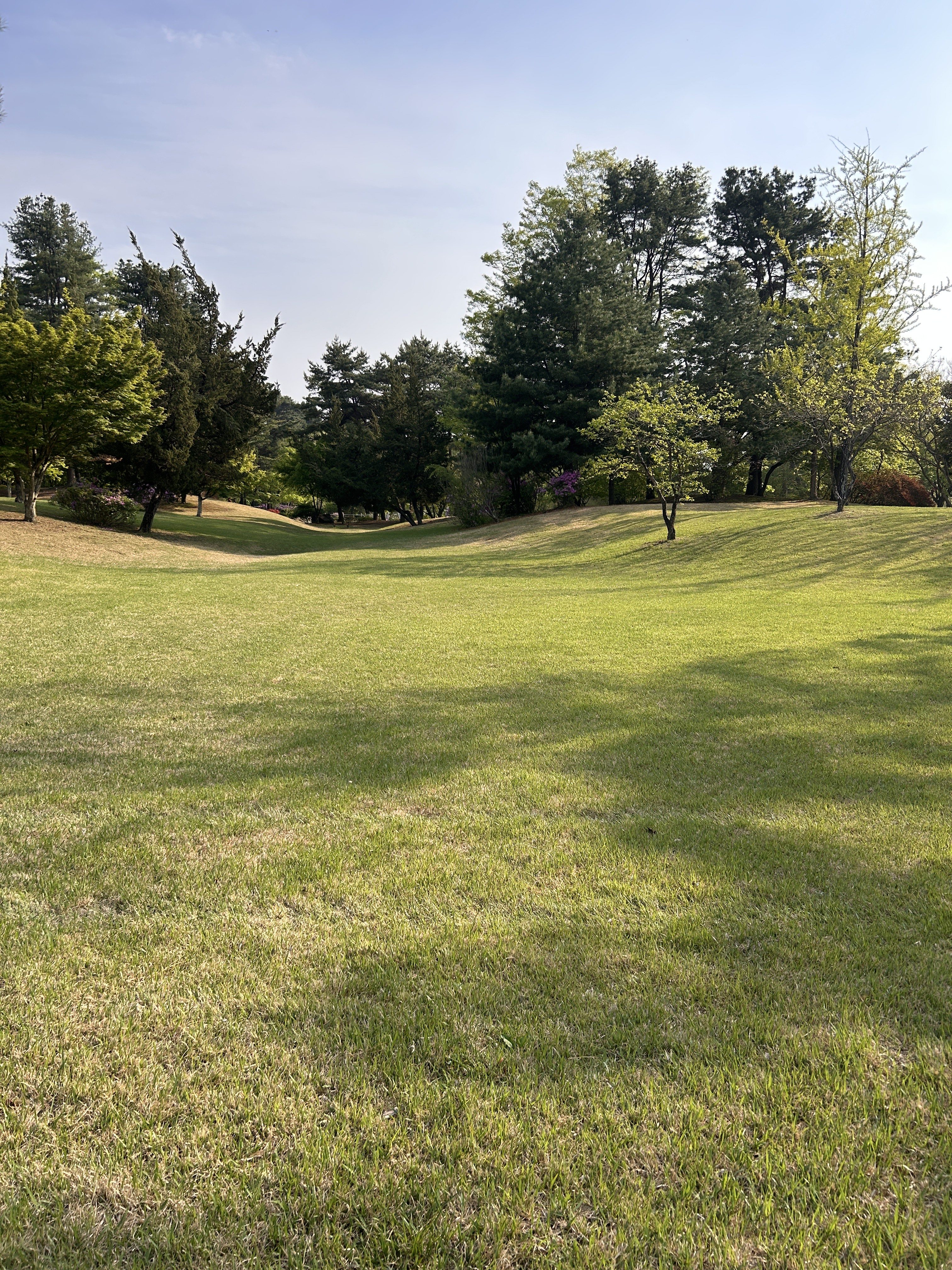 A serene landscape featuring a lush, green meadow gently sloping down towards a grove of trees in the background.