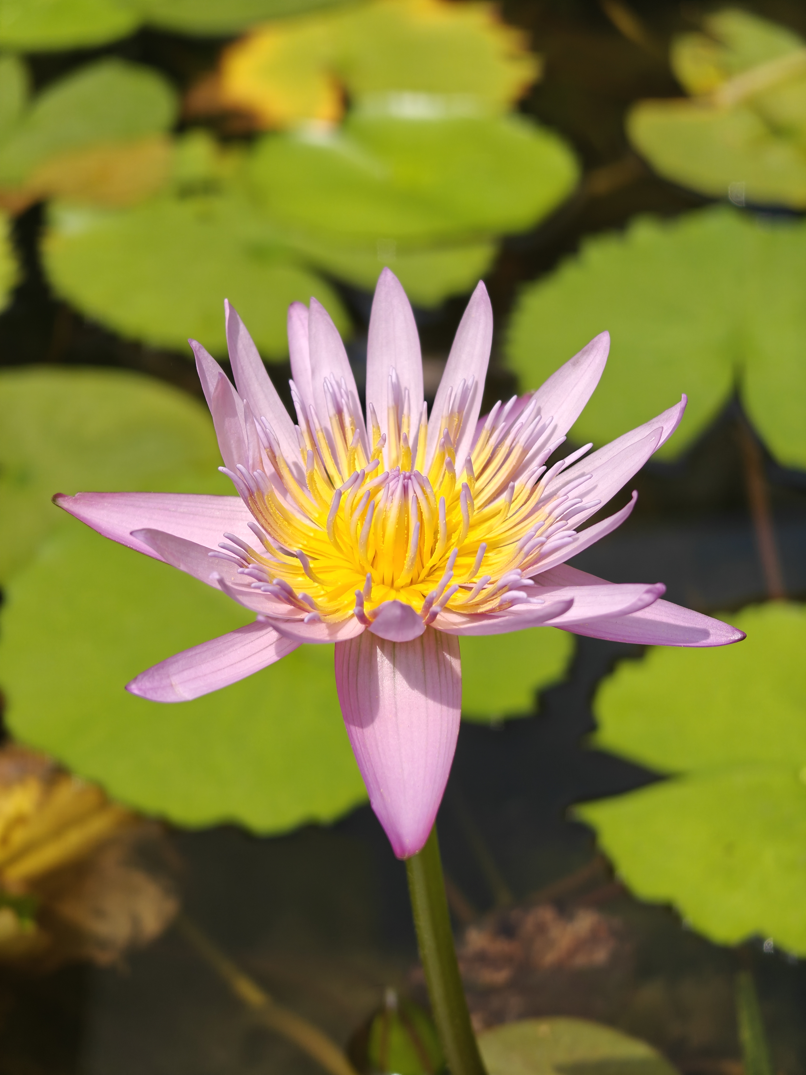 A pink water lily is in full bloom, featuring elongated petals that curve slightly outward from a vibrant yellow center.