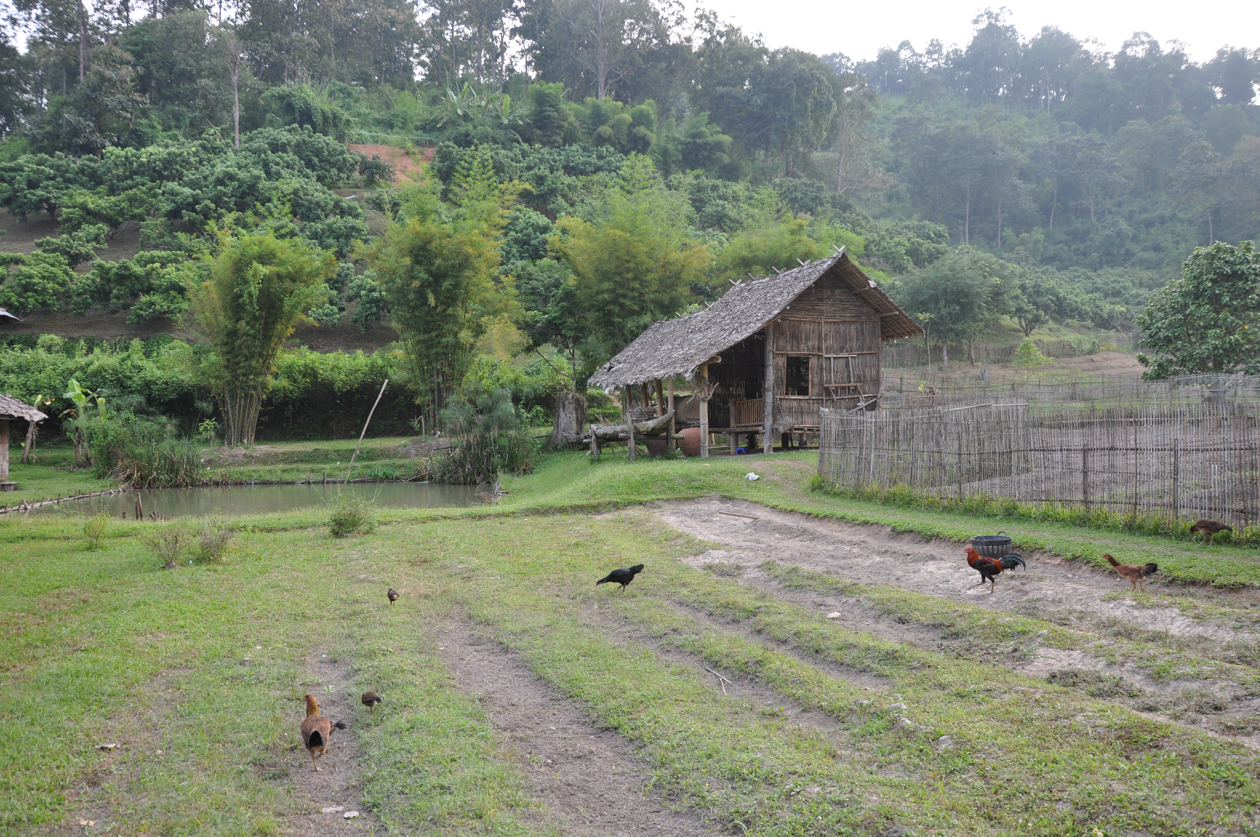 A tranquil rural scene featuring a small wooden house with a thatched roof beside a pond. Surrounding the house is a grassy area with several chickens roaming freely. In the background, lush green hills are visible, dotted with bushes and trees.