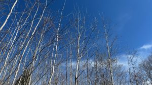 The tops of young poplar trees set against a blue sky.  They have bare branches in the early spring.