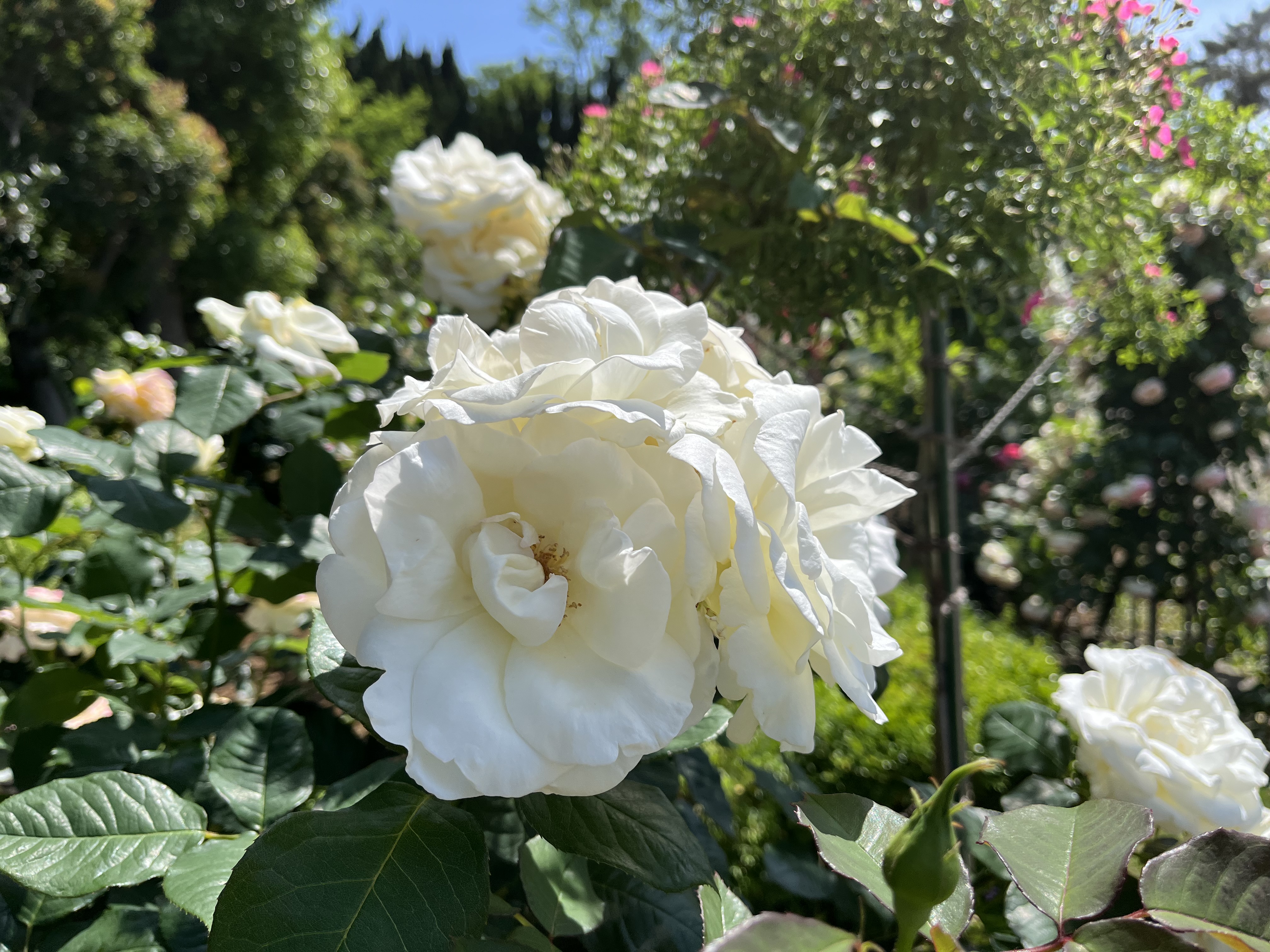 A close-up of a white rose in a lush garden, surrounded by green leaves and other flowering plants