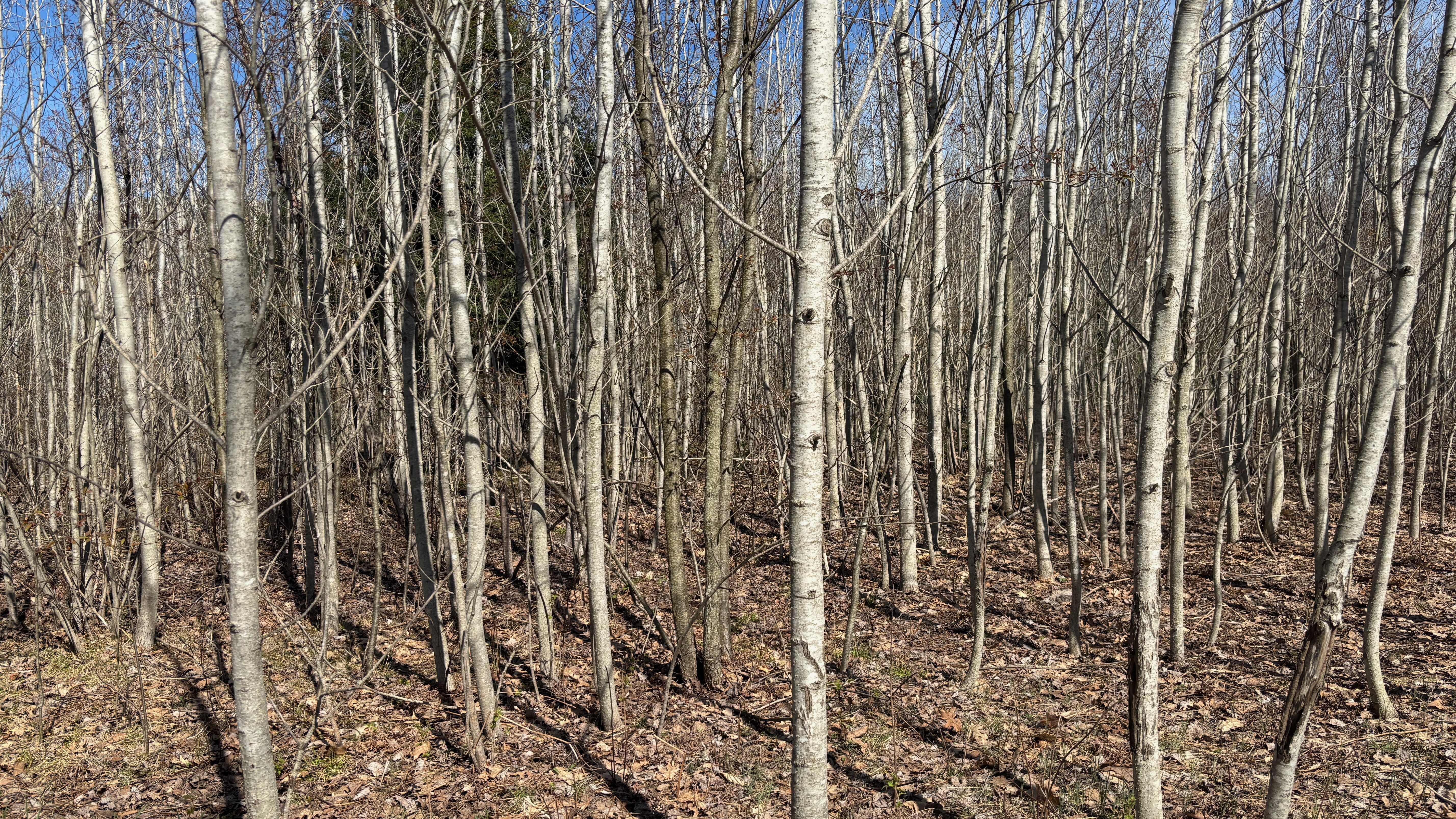 A forest of young poplar tree trunks.