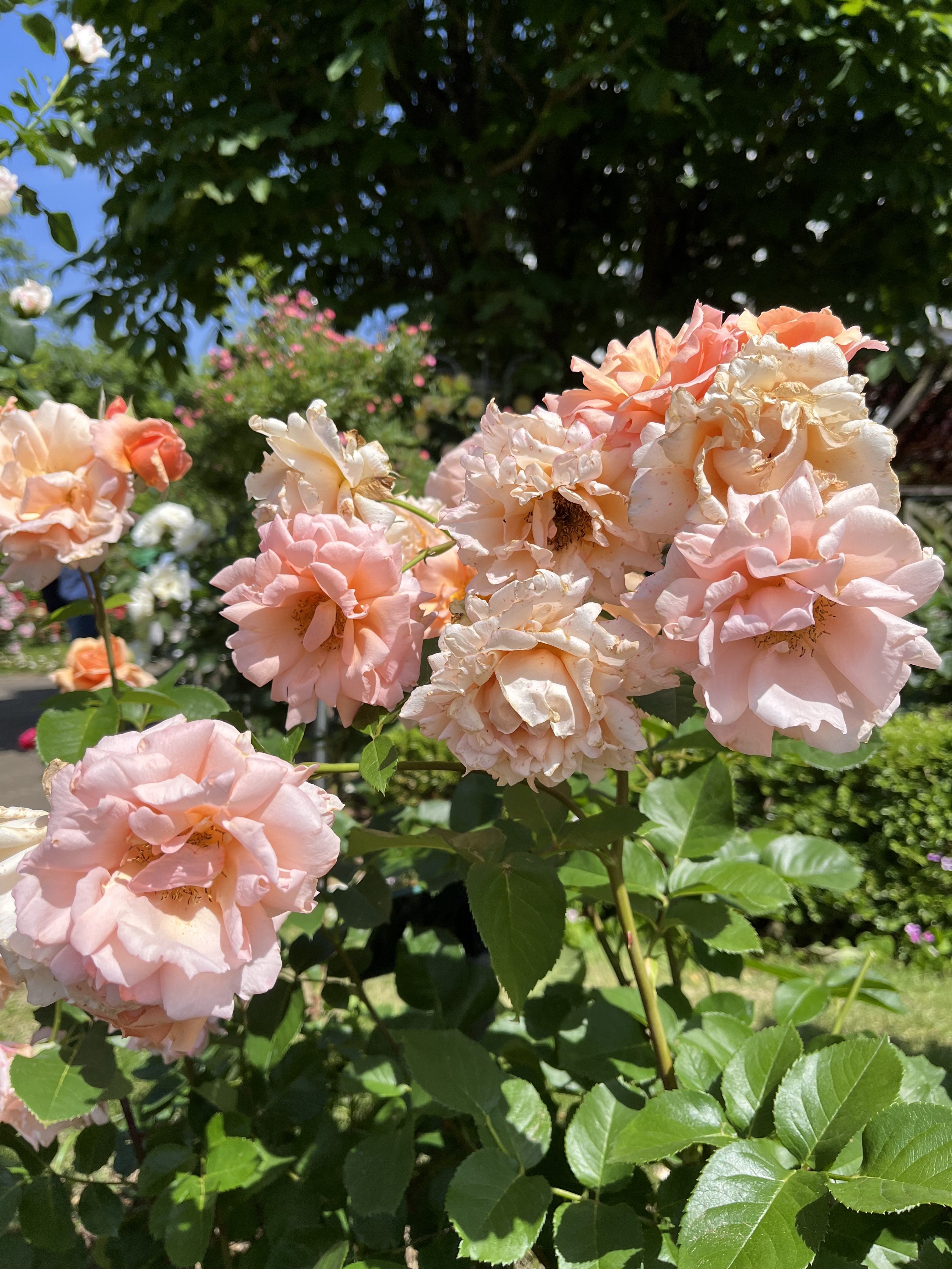 A cluster of soft pink and peach roses blooms amidst lush green leaves, with sunlight illuminating the petals against a backdrop of a clear blue sky and blurred garden foliage.