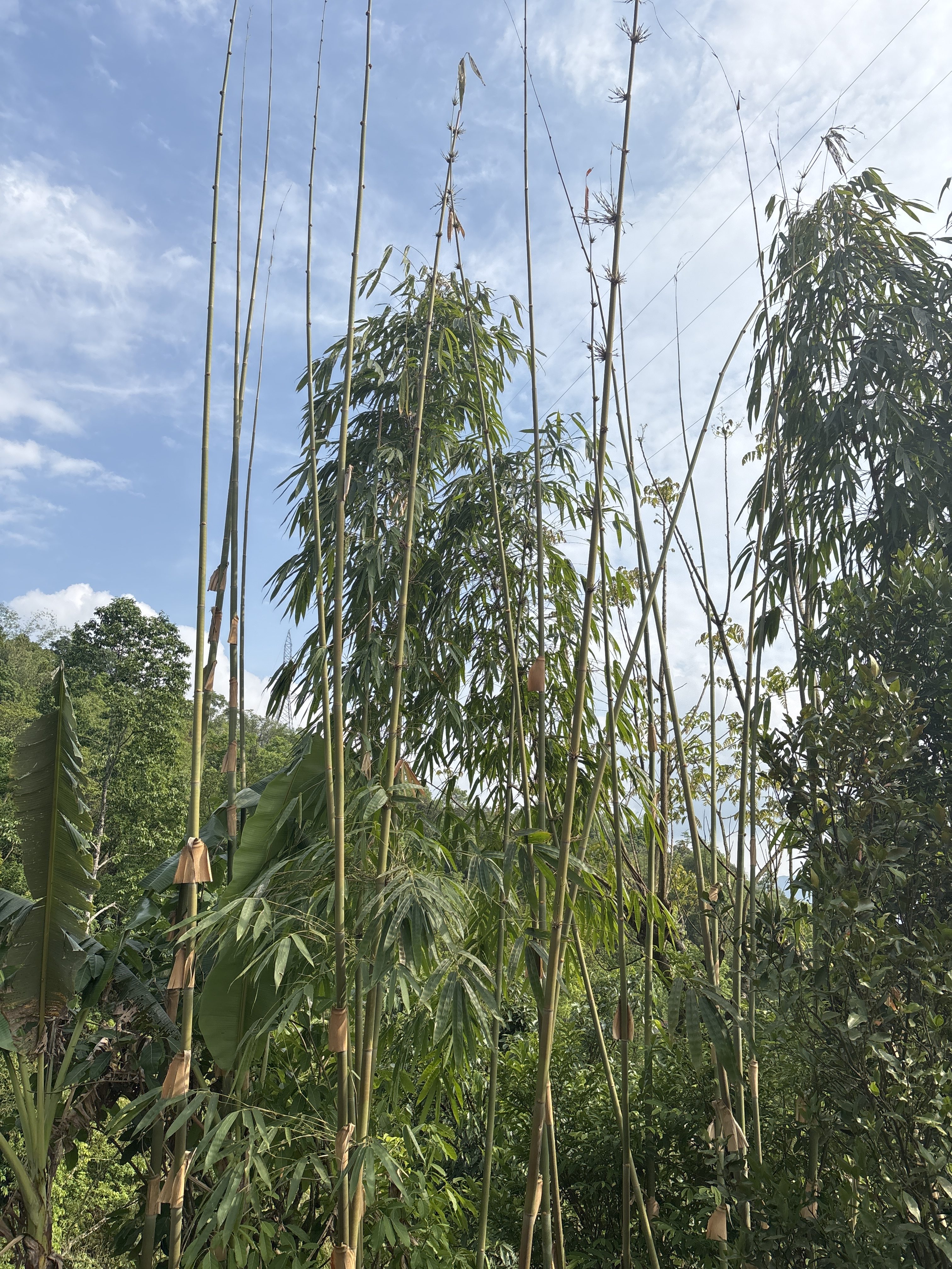 A lush green landscape featuring tall bamboo shoots reaching towards a bright blue sky with scattered clouds.