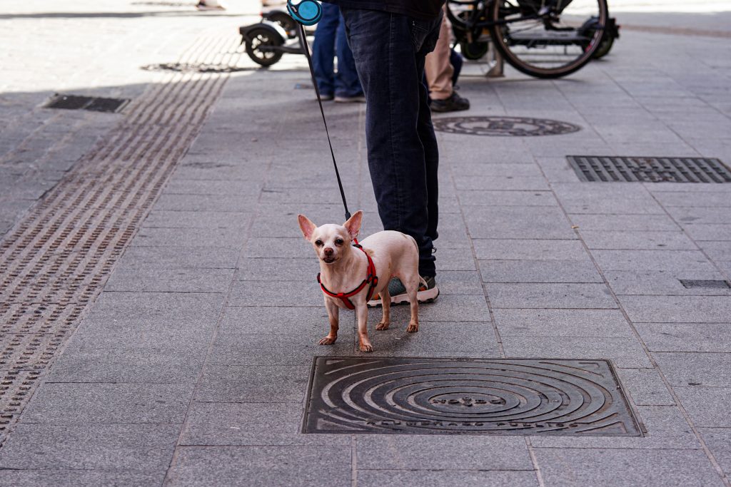 A small beige chihuahua dog with large ears stands on a paved sidewalk, wearing a red harness attached to a leash held by a person.