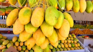 A cluster of ripe mangoes hanging from a display, showcasing various shades of yellow and green