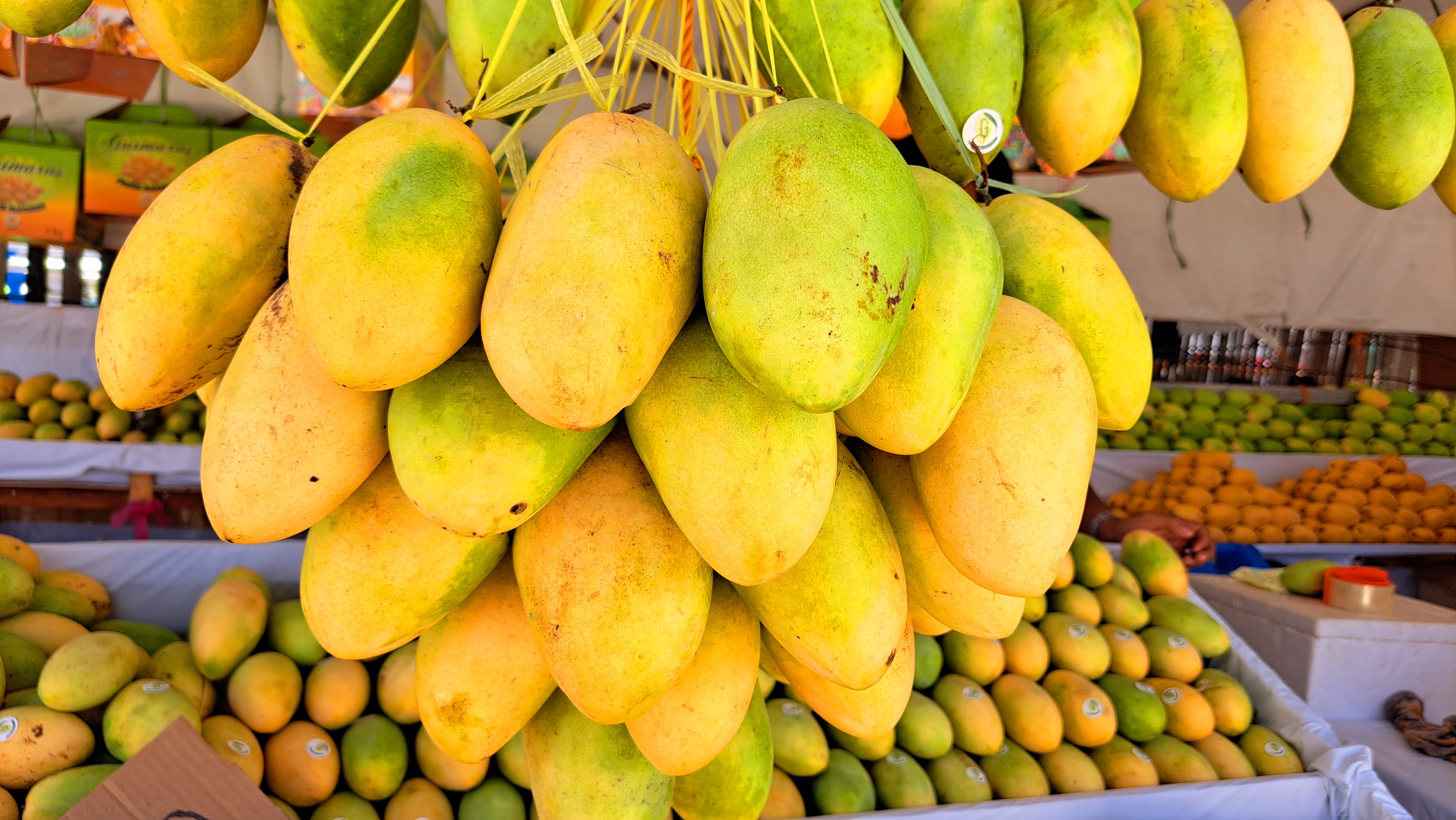 A cluster of ripe mangoes hanging from a display, showcasing various shades of yellow and green