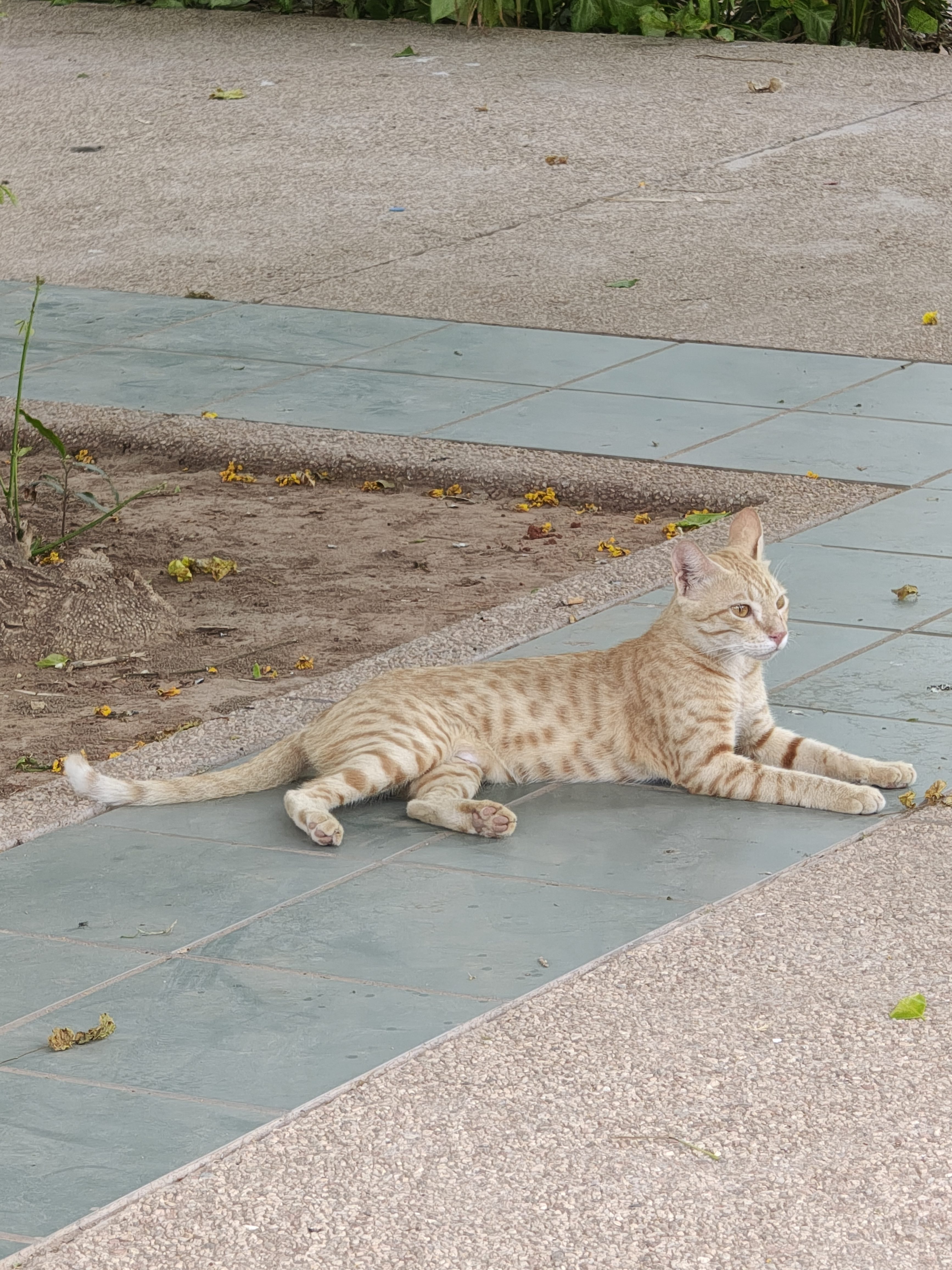 A cat is sitting calmly on patterned garden floor tiles. The cat appears relaxed, with its front paws tucked under its body and its tail curled beside it. Soft natural light casts gentle shadows around the cat, highlighting the texture of its fur and the surface of the tiles.