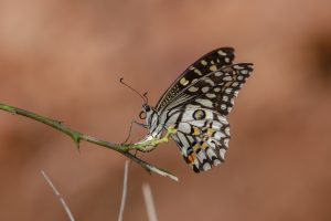 A close-up image of a lime butterfly perched on a thin branch. The butterfly displays intricate patterns with black, white, and orange colors on its wings. The background is softly blurred, focusing attention on the butterfly and the branch it rests upon.
