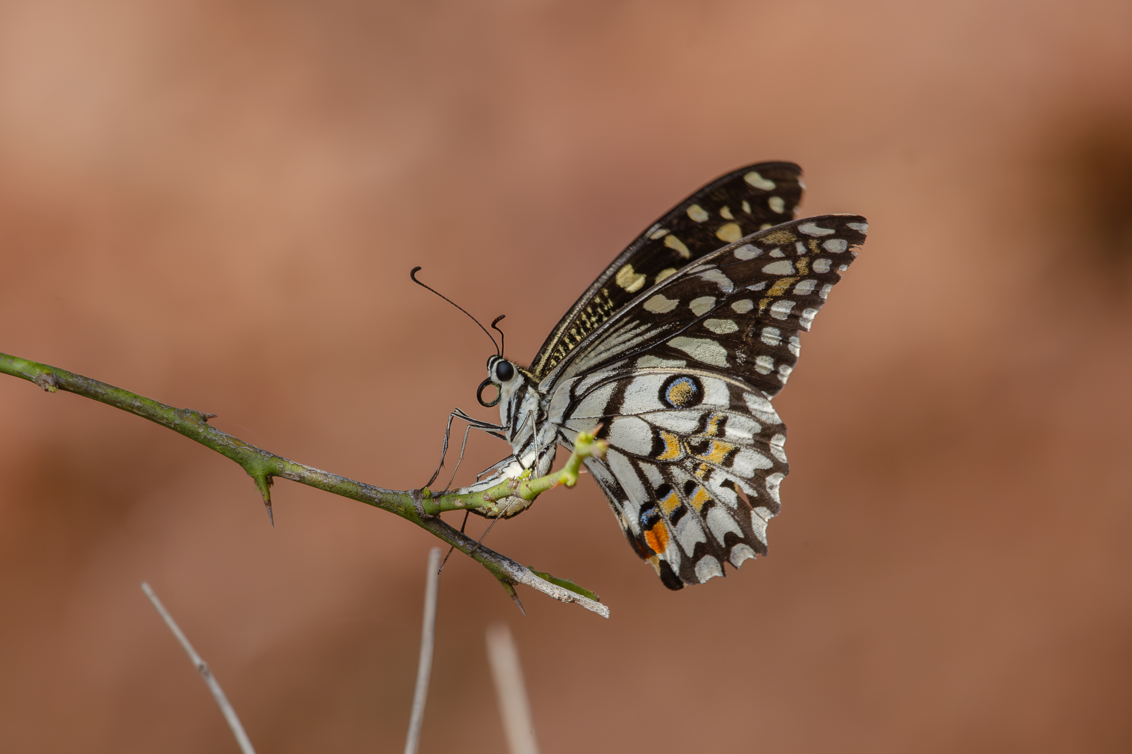 A close-up image of a lime butterfly perched on a thin branch. The butterfly displays intricate patterns with black, white, and orange colors on its wings. The background is softly blurred, focusing attention on the butterfly and the branch it rests upon.