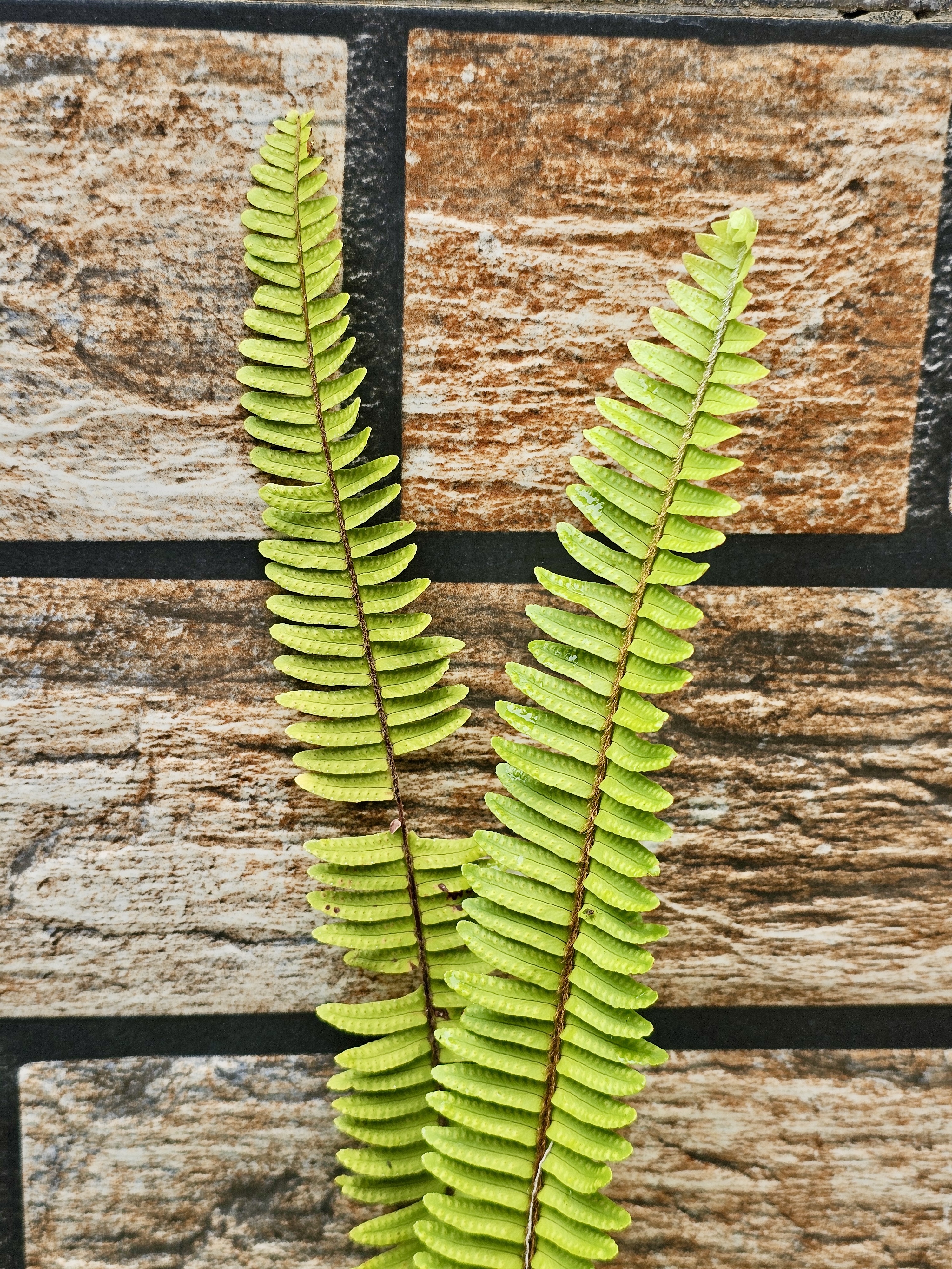 Two bright green fern fronds lie against a textured brown and gray tile background. They are the main focus of the image, showing a detailed, symmetrical pattern with many small leaflets along each central stem. Photo is taken at Ooty, Tamil Nadu.