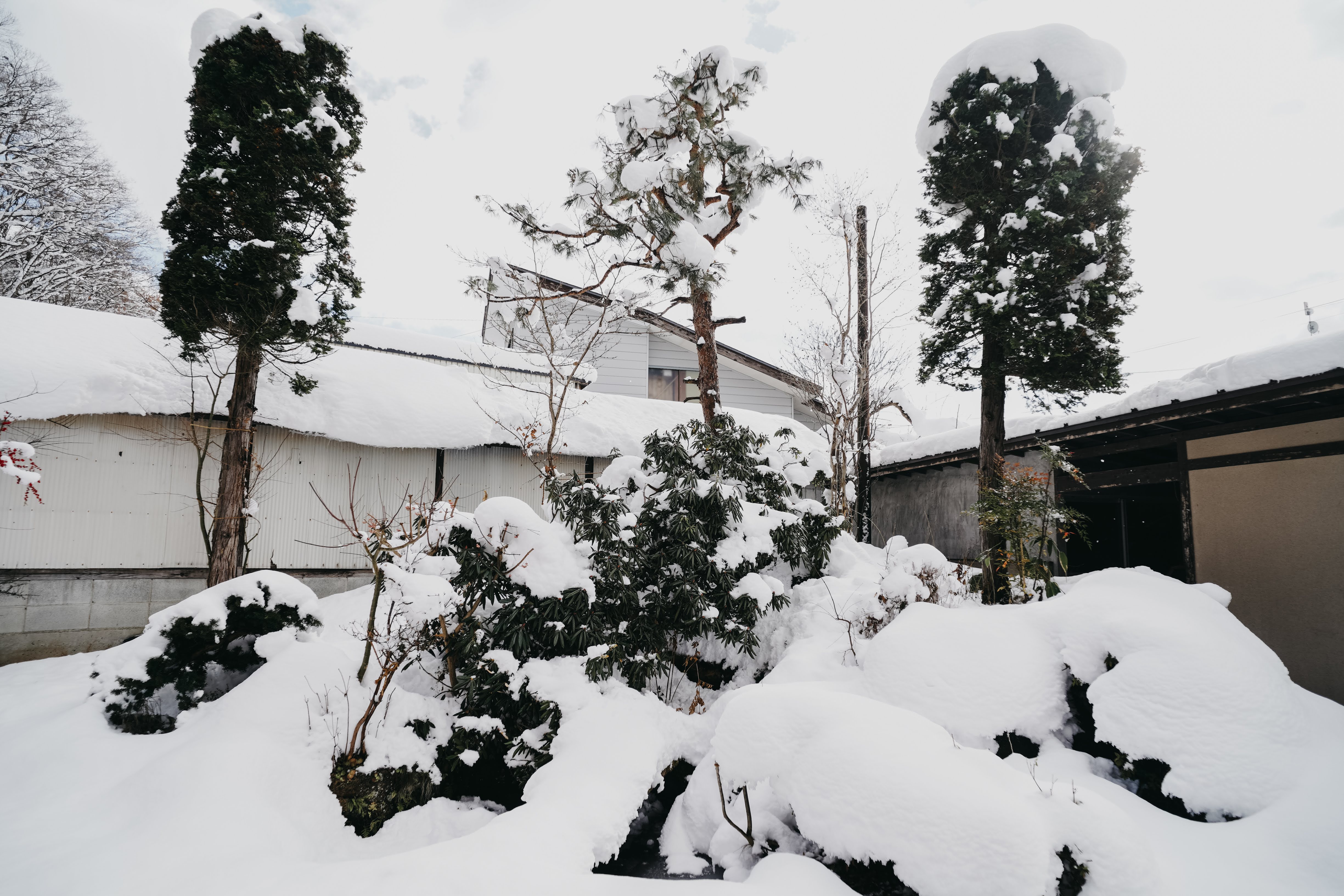 A tranquil winter scene featuring a snow-covered outdoor area. Various evergreen trees and shrubs are blanketed in thick snow, with their shapes partially obscured.