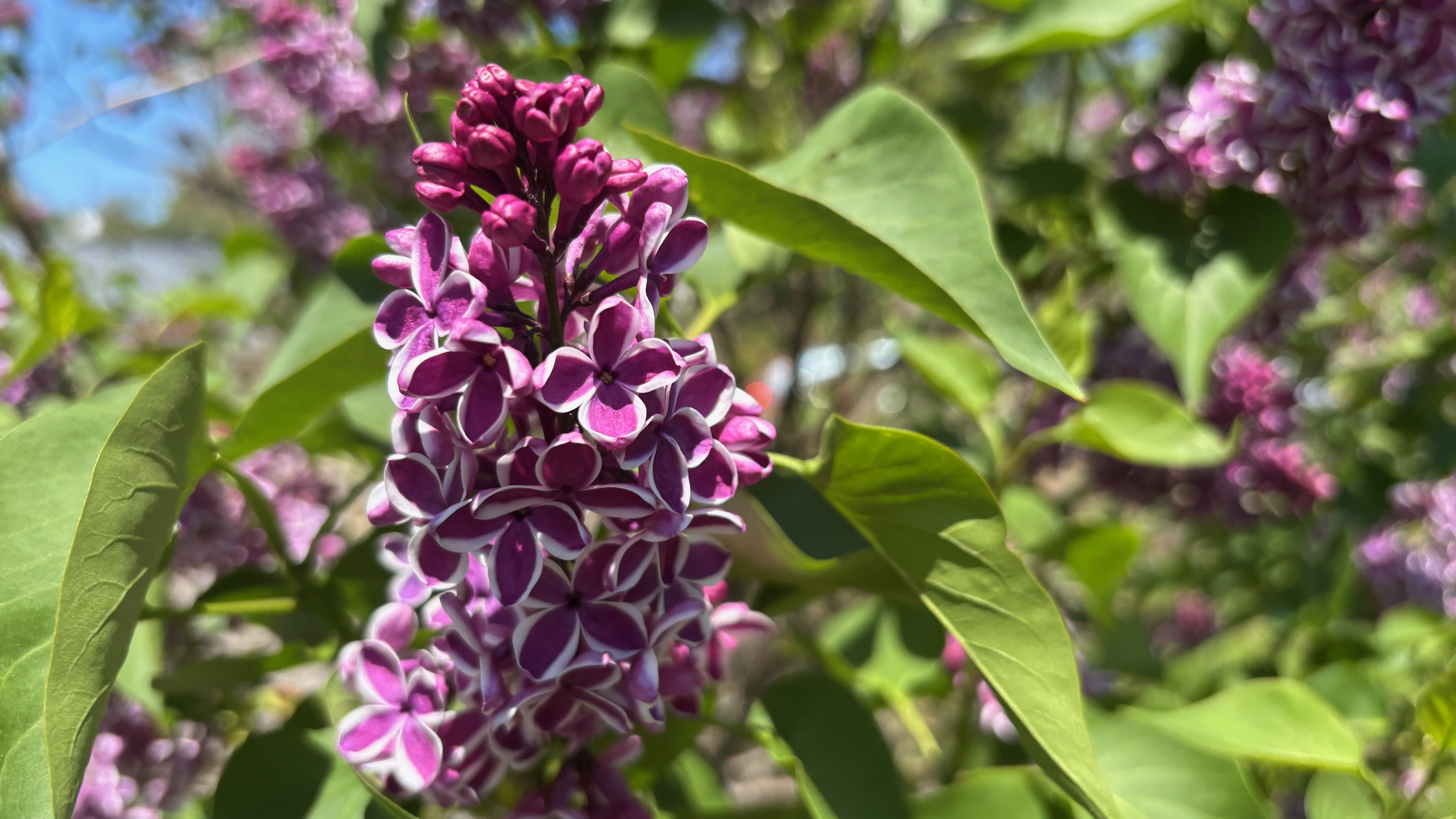 A cluster of purple lilacs, half open, half closed.