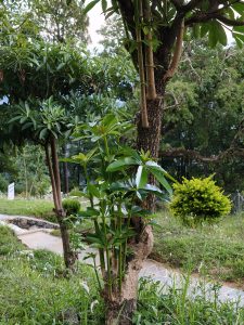 A lush garden scene featuring a young tree with vibrant green leaves growing alongside a larger tree trunk.