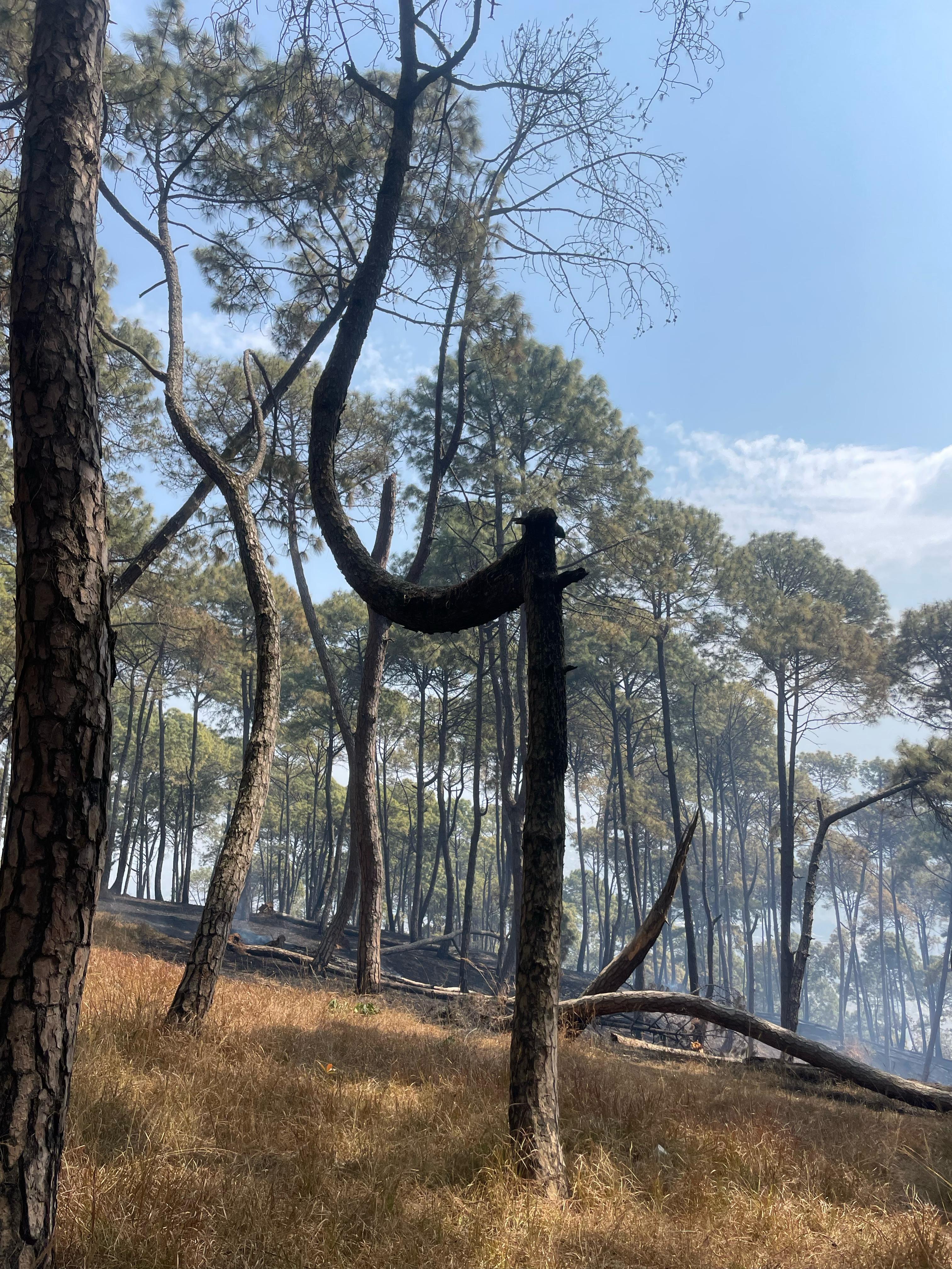 A forest scene showcasing tall pine trees with a mix of green foliage and some bare branches. In the foreground, a unique tree trunk bends dramatically, resembling a hook. The ground is covered in dry grass and scattered fallen branches. In the background, remnants of smoke hover among the trees, hinting at a recent fire.