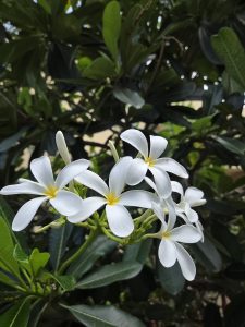 A cluster of white flowers with yellow centers, surrounded by lush green leaves. The petals are smooth and delicate, creating a beautiful contrast against the darker foliage in the background.