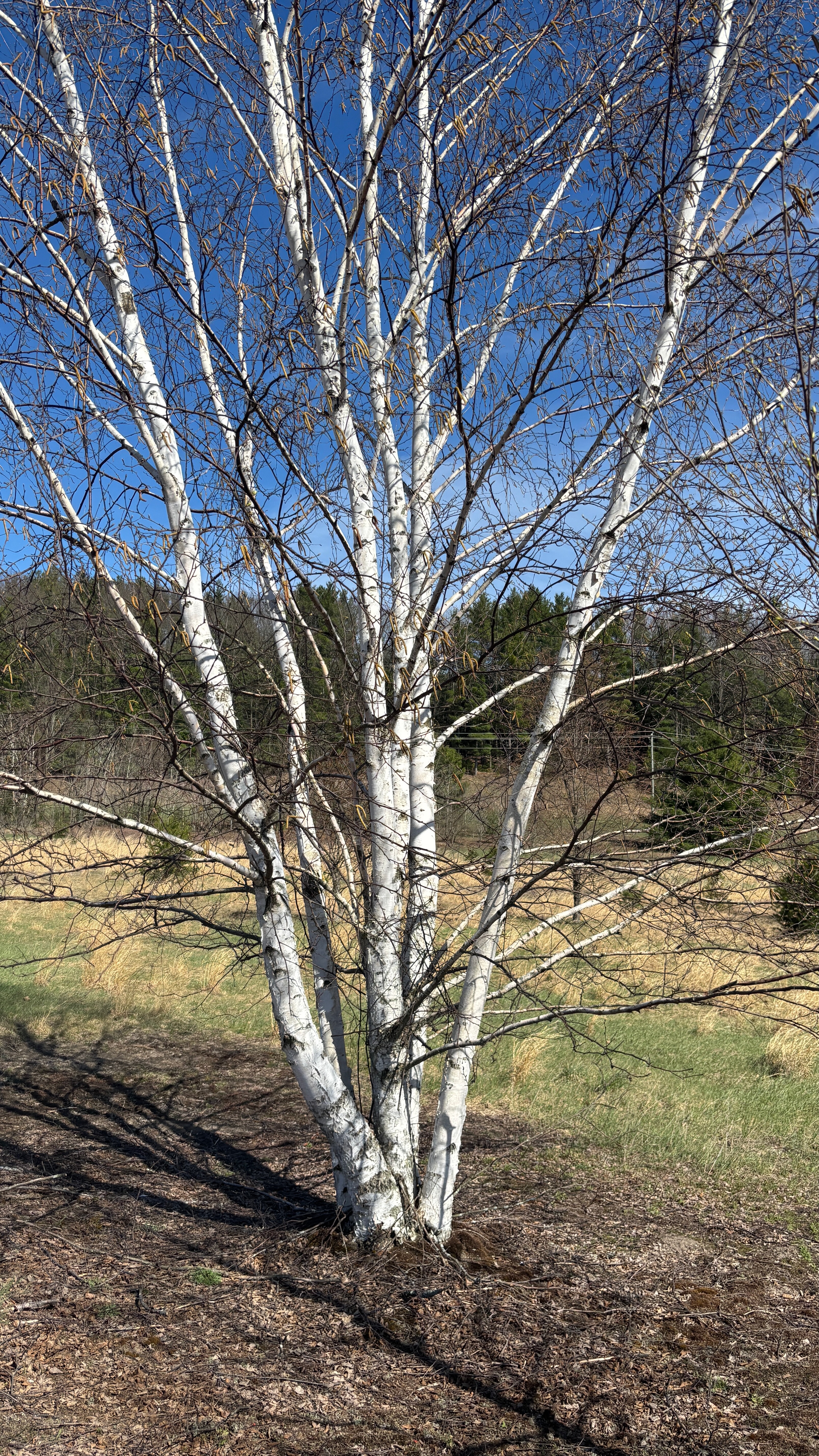 A birch tree without leaves in an open field.