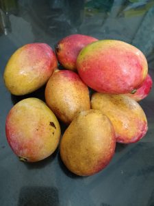 A pile of ripe mangoes arranged on a glass surface, showcasing their smooth skin with a gradient of yellow to red hues.
