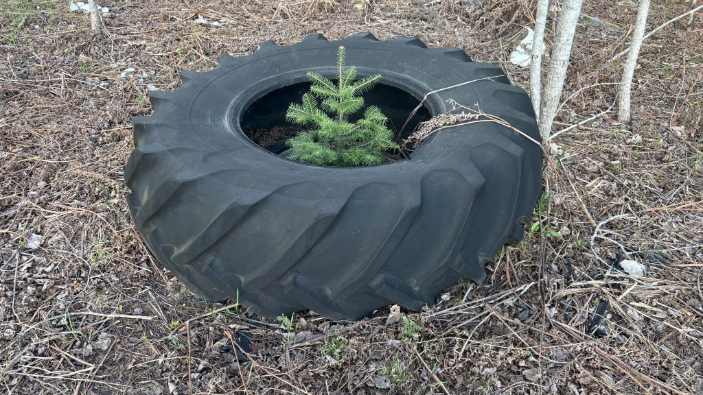 An abandoned tractor tire lying in the forest with a baby evergreen tree growing in the middle.