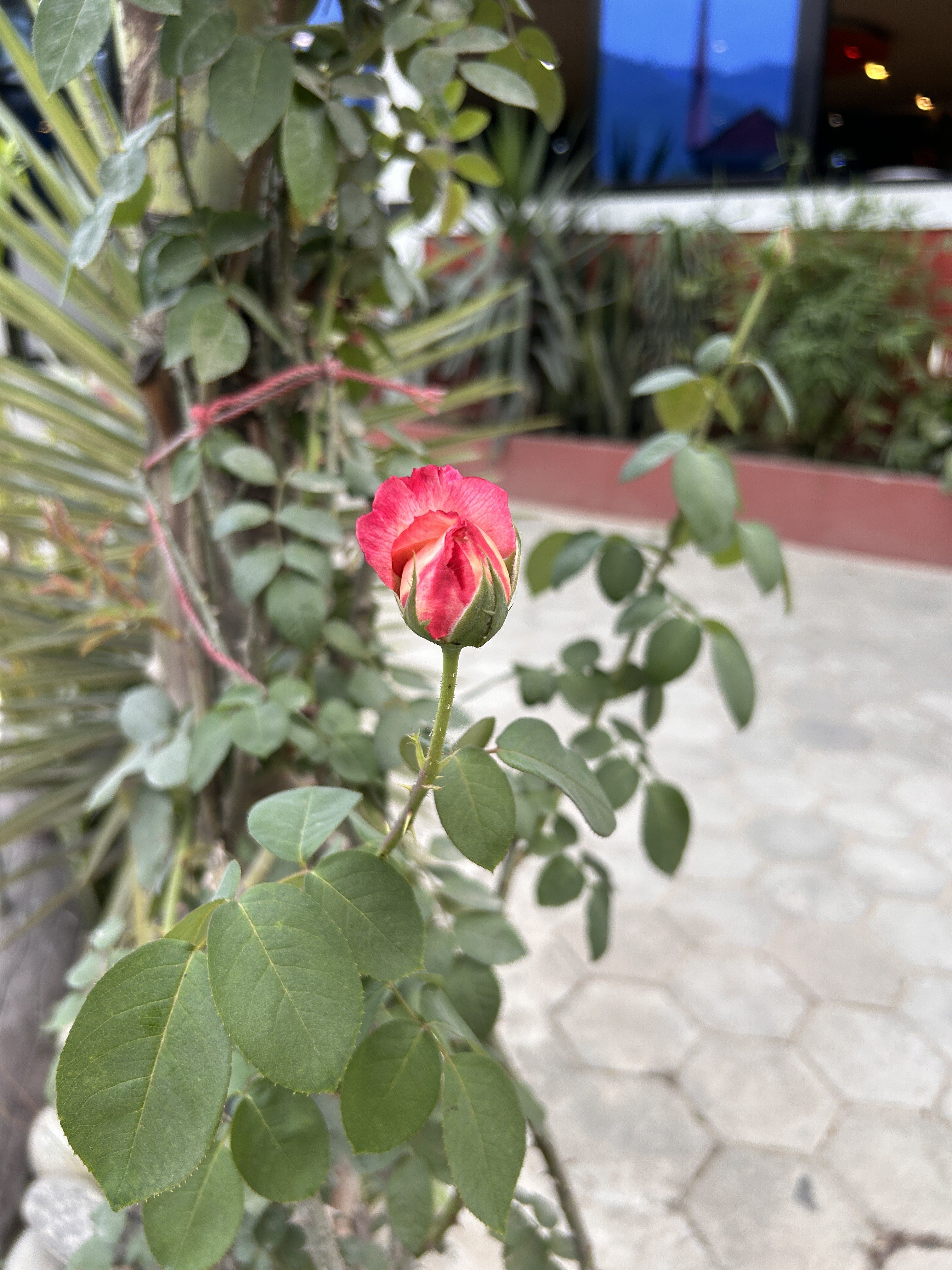 A close-up view of a budding rose, predominantly in shades of pink, surrounded by green leaves.