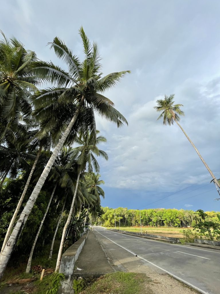 A scenic view featuring tall palm trees lining the side of a road.