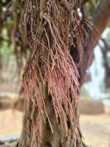 A close-up of a banyan tree's aerial roots is characterized by their reddish-pink color and thin, string-like appearance. These roots descend from the tree's branches towards the ground, creating a curtain-like effect against the backdrop of the tree's trunk and foliage. Captured from Thrissur, Kerala.